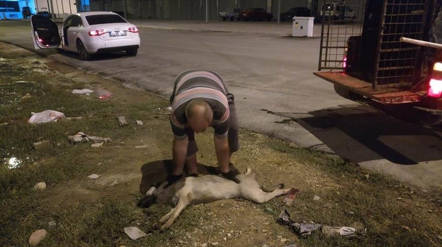 Aracın &ccedil;arptığı k&ouml;peğe belediye ekipleri m&uuml;dahale etti