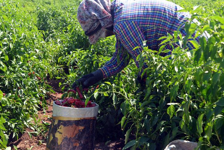 'Biber kimin' tartışmasında iki şehrin halkı konuştu   G2