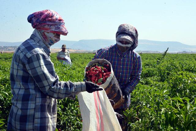 'Biber kimin' tartışmasında iki şehrin halkı konuştu