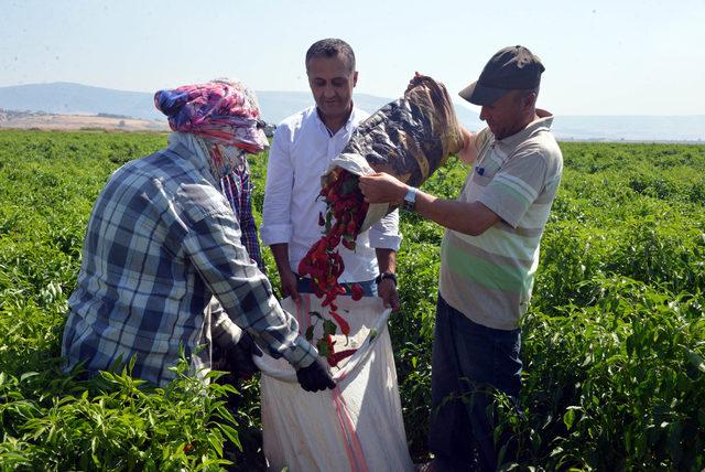 'Biber kimin' tartışmasında iki şehrin halkı konuştu