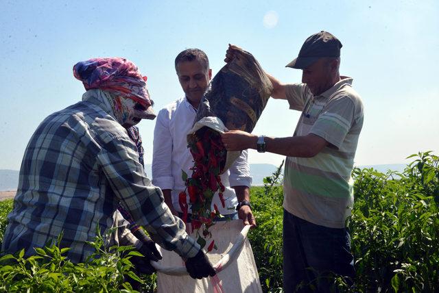 'Biber kimin' tartışmasında iki şehrin halkı konuştu