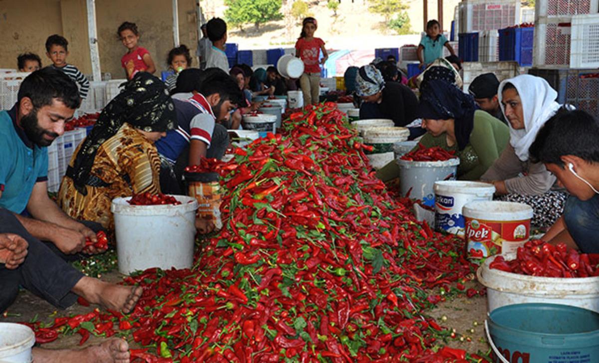 'Biber kimin' tartışmasında iki şehrin halkı konuştu  