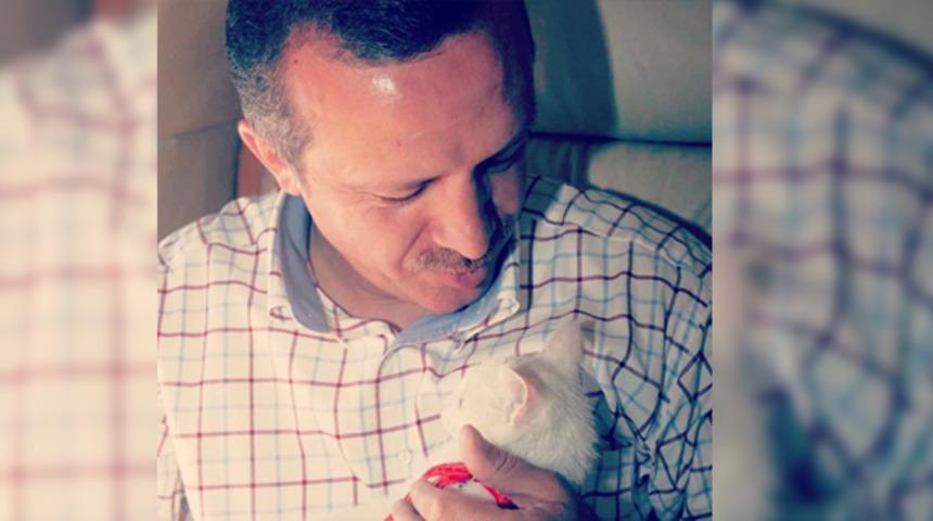 Cumhurbaşkanı Erdoğan'dan Van kedili "tbt" paylaşımı