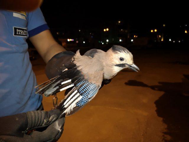 Ayağına olta iğnesi batan &Ccedil;iha kuşu tedaviye alındı 1