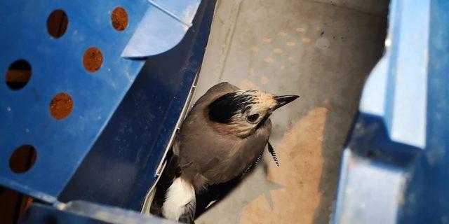 Ayağına olta iğnesi batan &Ccedil;iha kuşu tedaviye alındı 2