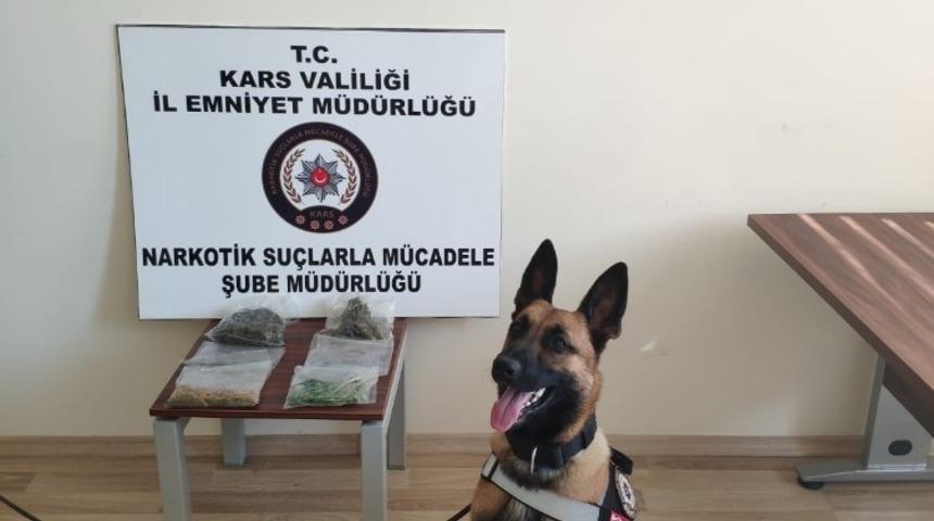 Kars&rsquo;ta sokaklar dedekt&ouml;r k&ouml;pek &lsquo;Odin&rsquo;e emanet
