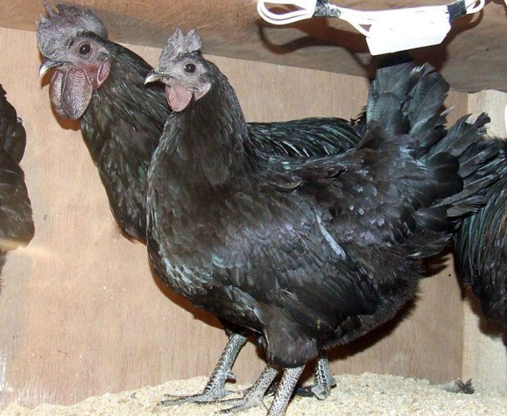 Siyah tavuk Ayam Cemani Yumurtası, eti, kemiği bile kapkara Yaşam