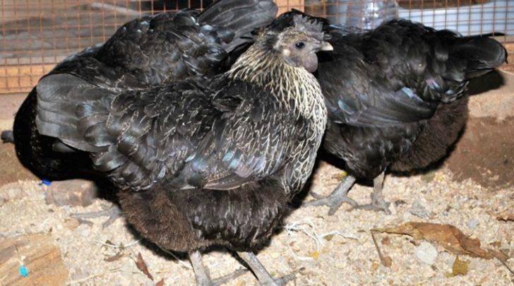Siyah tavuk Ayam Cemani Yumurtası, eti, kemiği bile kapkara Yaşam