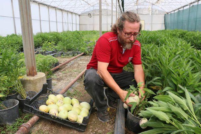 4 fidanla başladı, şimdi tonlarca pepino meyvesi üretiyor 1