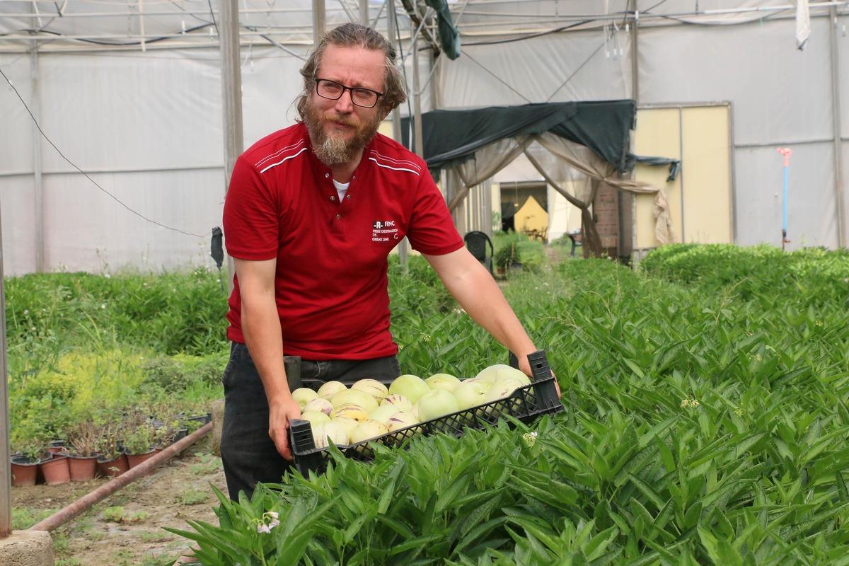 Faydasını &ouml;ğrenen arıyor! 4 fidanla başladı, şimdi tonlarca pepino meyvesi &uuml;retiyor