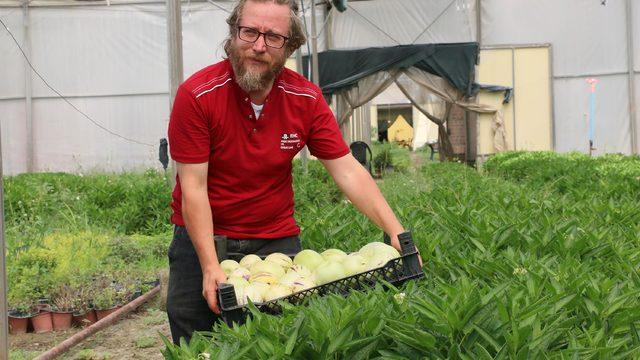 Faydasını öğrenen arıyor! 4 fidanla başladı, şimdi tonlarca pepino meyvesi üretiyor