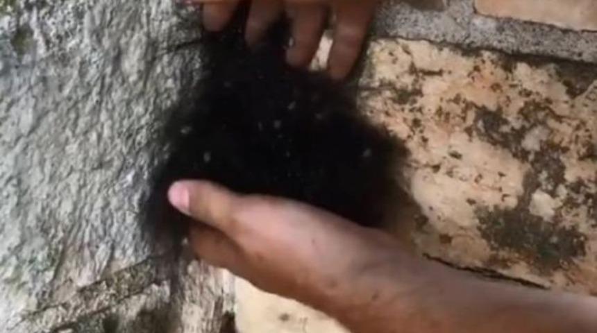 Başta t&uuml;y yumağı sandı ama ger&ccedil;eği dokununca anladı!