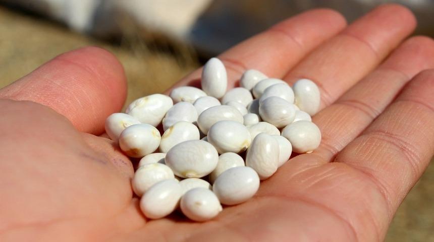 Beyşehir&rsquo;de şeker fasulye &uuml;reticisi patentine kavuştu