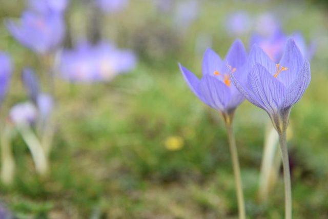 &lsquo;Vargit&rsquo; &ccedil;i&ccedil;ekleri a&ccedil;tı, yaylacılara yol g&ouml;r&uuml;nd&uuml; 1