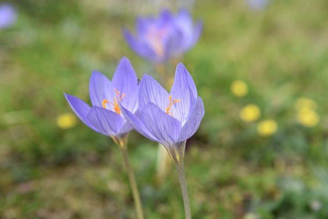 &lsquo;Vargit&rsquo; &ccedil;i&ccedil;ekleri a&ccedil;tı, yaylacılara yol g&ouml;r&uuml;nd&uuml; 2