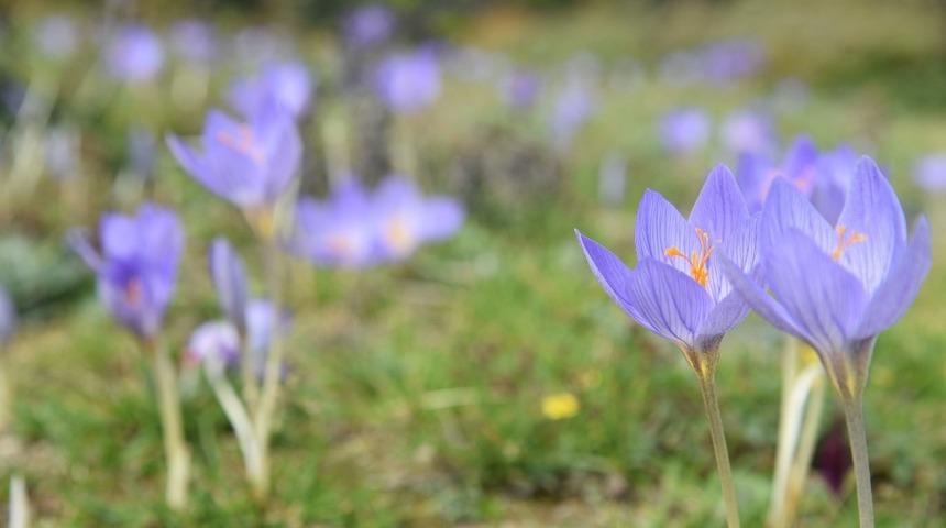 &lsquo;Vargit&rsquo; &ccedil;i&ccedil;ekleri a&ccedil;tı, yaylacılara yol g&ouml;r&uuml;nd&uuml;