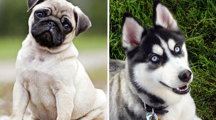 Bu iki farklı ırkın yavrusu sizce neye benzer? İşte yanıtı...