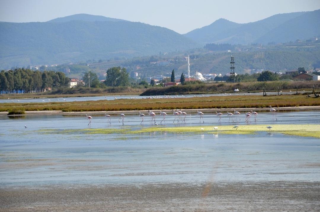 Flamingolar kışı ge&ccedil;irmek i&ccedil;in Hersek&rsquo;e geldi