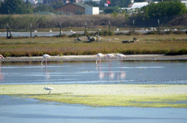 Flamingolar kışı geçirmek için Hersek’e geldi G2