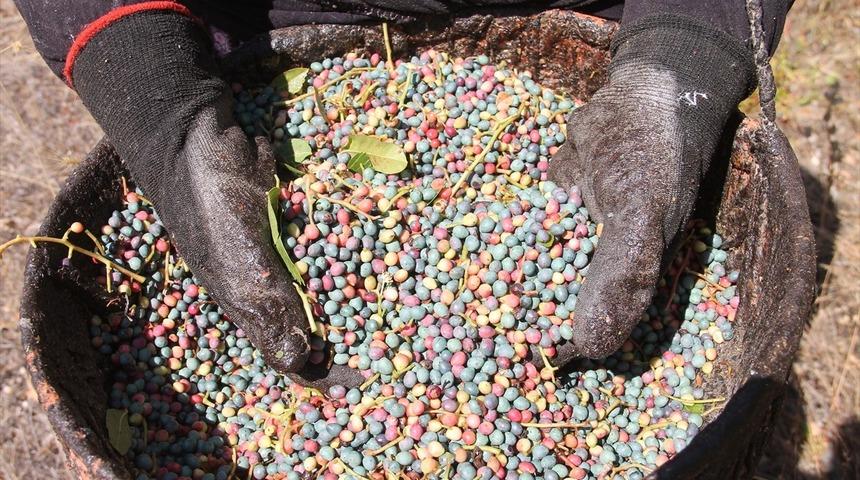 Erkekler ilgilenmedi, kadınların elinden şifaya d&ouml;n&uuml;şt&uuml;! &Ccedil;itlembik, kadınların kazan&ccedil; kapısı oldu