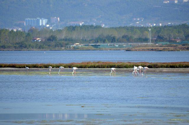 Flamingolar kışı geçirmek için Altınova'ya geldi