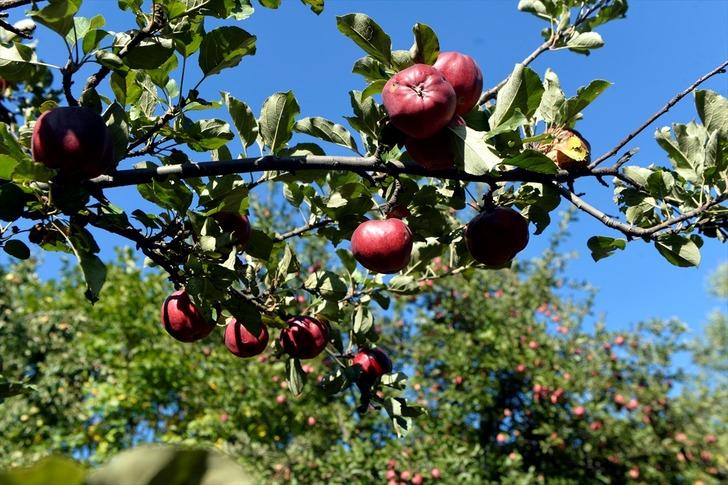 İçi de dışı gibi kırmızı elmaya coğrafi işaret tescili G3
