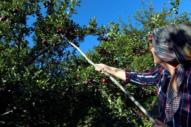 İçi de dışı gibi kırmızı elmaya coğrafi işaret tescili G5