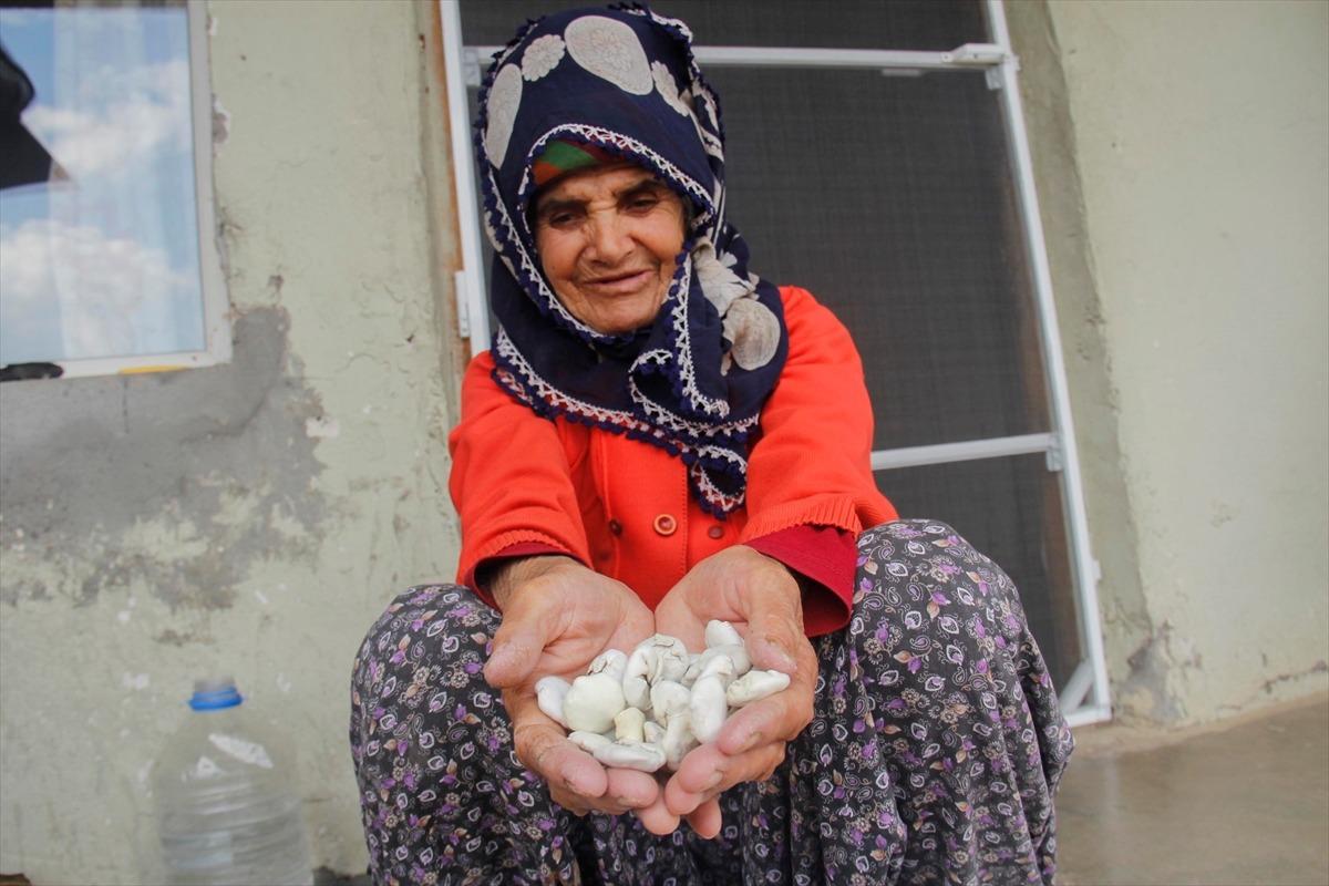 Kilosu 500 lira olan 'Kenger sakızı' ge&ccedil;im kaynağı oldu