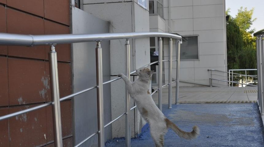 Davetsiz misafire tost&ccedil;u şefkati