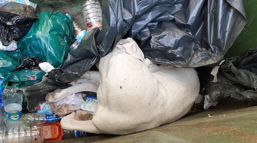 Antik kentin maskotu 'Dost', &ouml;l&uuml; bulundu