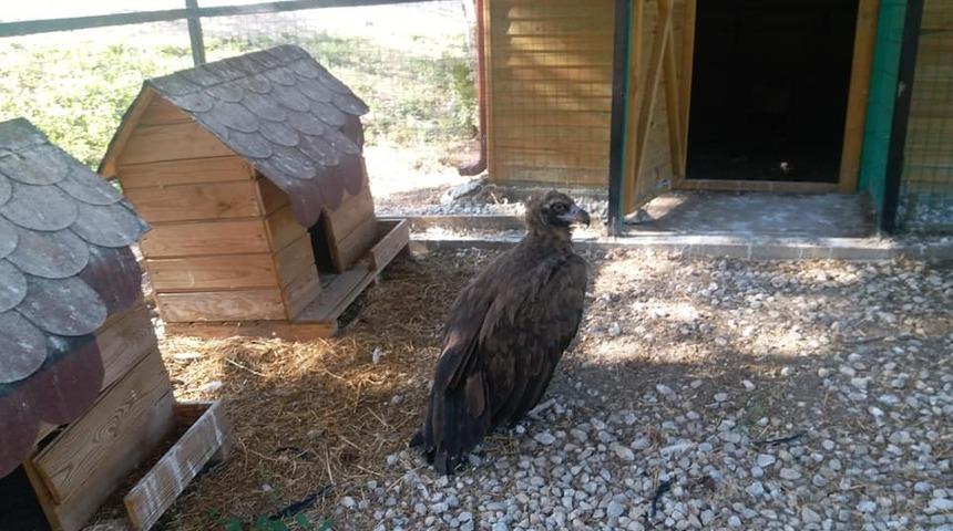 Yaralı kara akbaba tedavi altına alındı