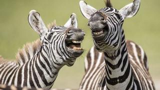 2019’un en komik hayvanları! Finalistler belli oldu 