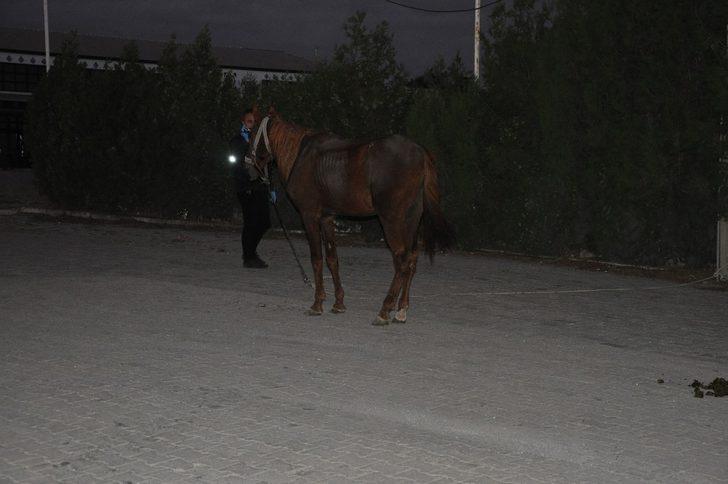  Afyonkarahisar'da korkunç kaza! Bir anda önüne çıkan ata çarptı G3