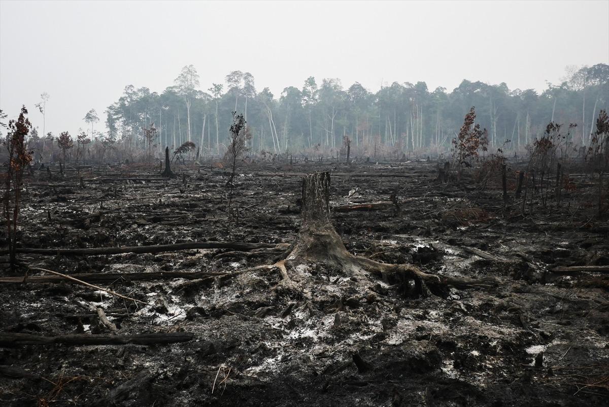 Endonezya'da 40 milyon kişi tehlikede! Orman yangınları nedeniyle hava kirliliği aşırı arttı