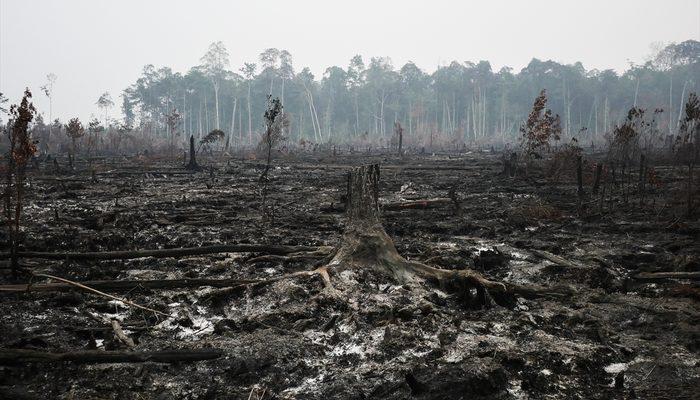Endonezya'da 40 milyon kişi tehlikede! Orman yangınları nedeniyle hava kirliliği aşırı arttı