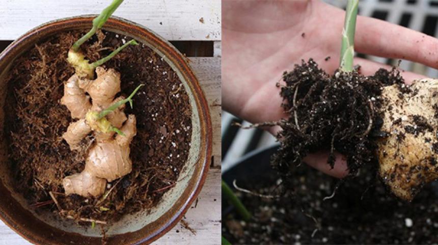 Birkaç Basit Adımda Şifalı Bitki Zencefili Evinizde Yetiştirebilirsiniz!