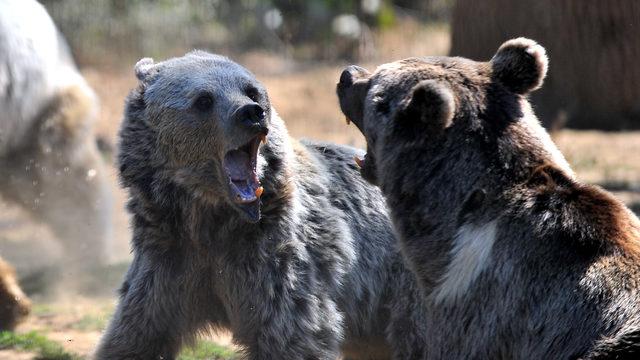 Kış uykusuna hazırlanan ayılara, özel beslenme programı