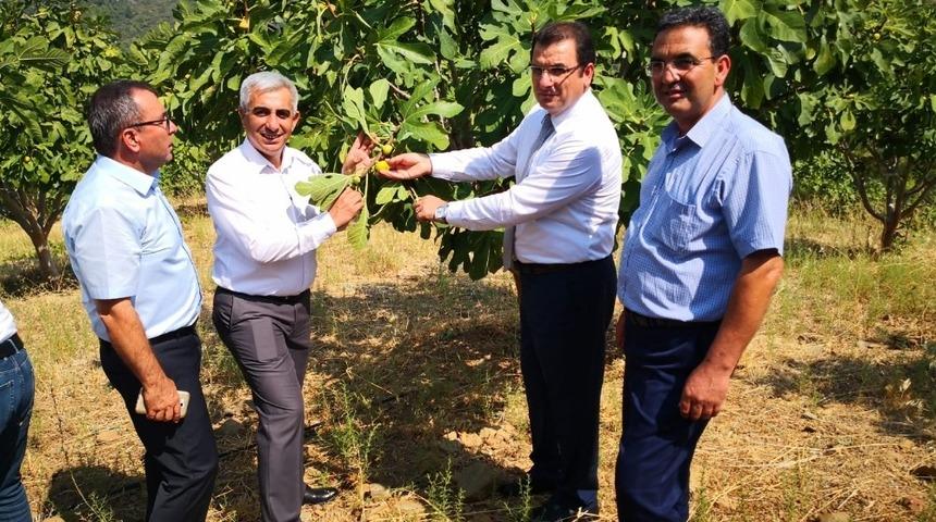 Dalaman’da yılın ilk incir hasadı gerçekleştirildi