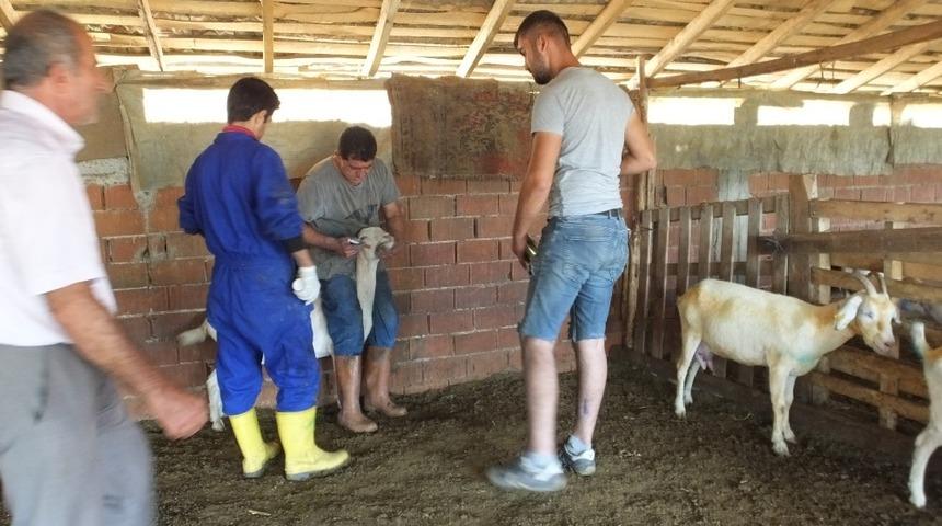 Burhaniye’de ağıl yangınında 42 keçi telef oldu