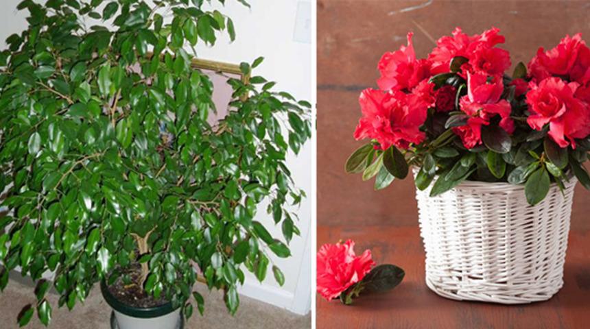 Evimizin Ortasındaki Tehlike: Hi&ccedil; Bilmeden Evimizde B&uuml;y&uuml;tt&uuml;ğ&uuml;m&uuml;z 8 Zehirli Bitki