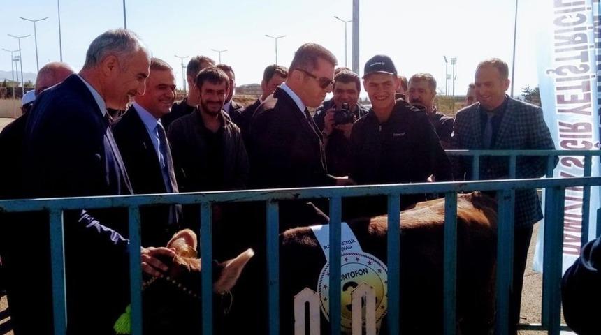 Buzağı G&uuml;zellik Yarışmasına Horasan&rsquo;dan giden buzağılar damga vurdu