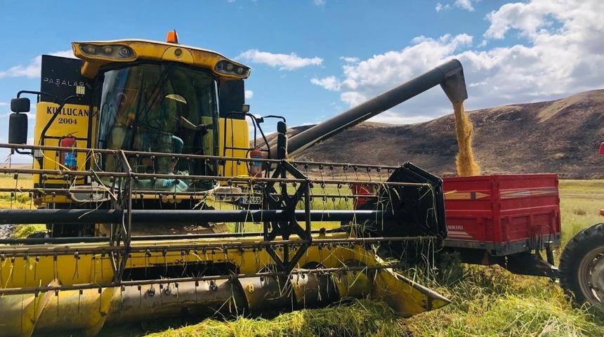 Sungurlu&rsquo;da &ccedil;eltik hasadı başladı