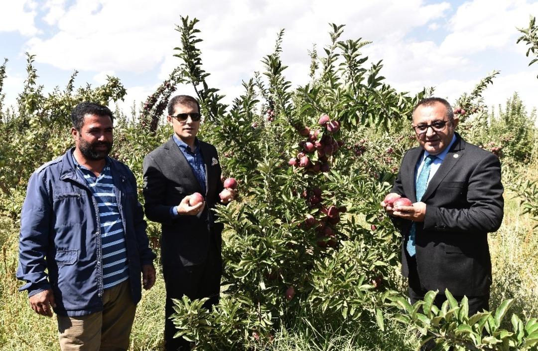 Ahlat&rsquo;ta elma yetiştiriciliği