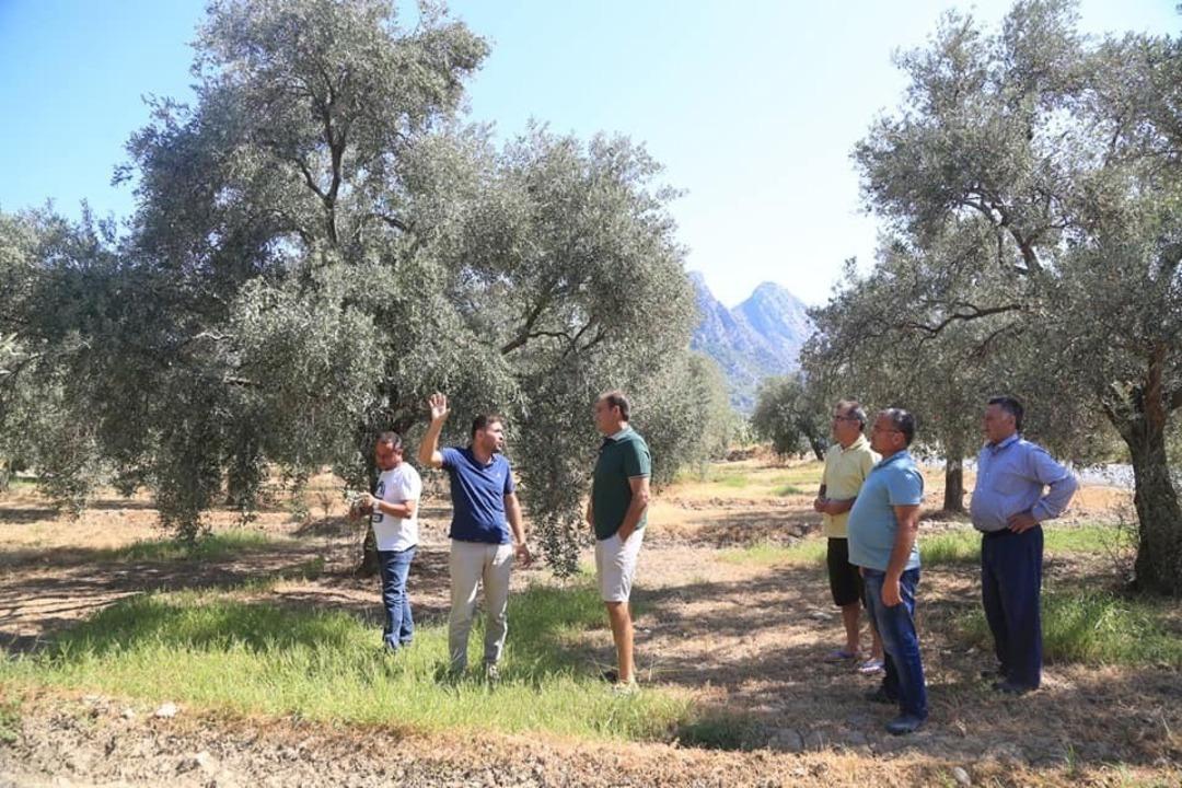 &Ccedil;ift&ccedil;ilere zeytincilik ve narenciye yetiştiriciliği eğitimi verildi