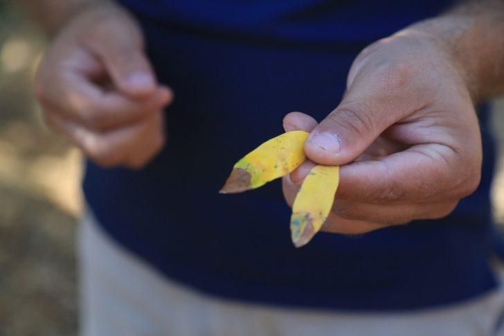 Çiftçilere zeytincilik ve narenciye yetiştiriciliği eğitimi verildi G4