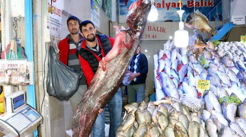 Samsun'da bu senenin en b&uuml;y&uuml;k yayın balığı yakalandı