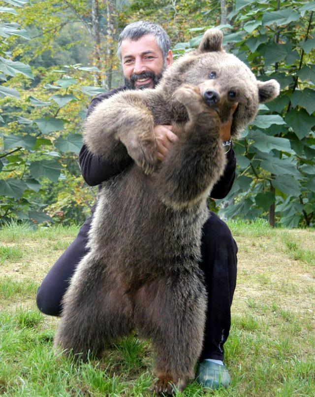 Pop&uuml;lasyonu artan ayılar i&ccedil;in  avlansın  &ccedil;ağrısı 1