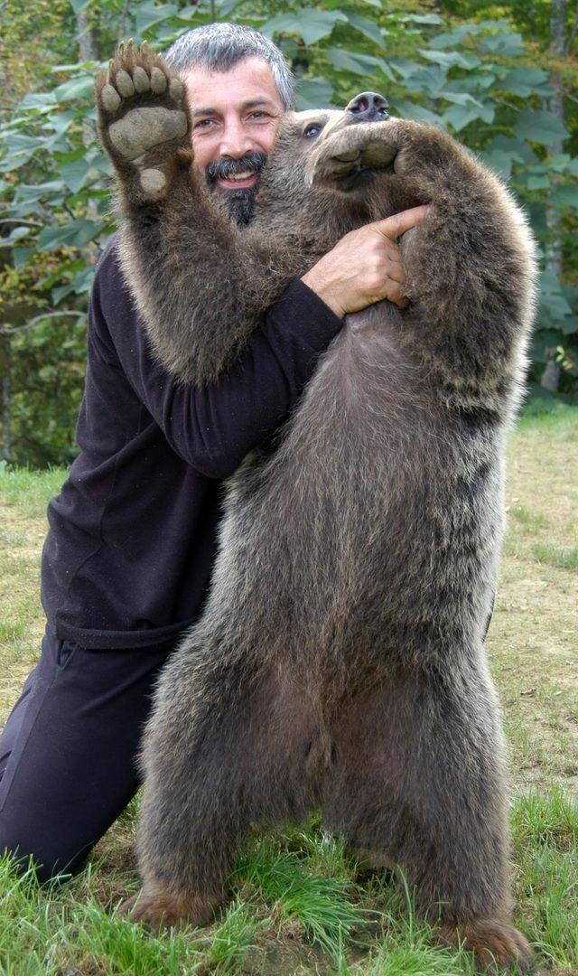 Pop&uuml;lasyonu artan ayılar i&ccedil;in  avlansın  &ccedil;ağrısı 2