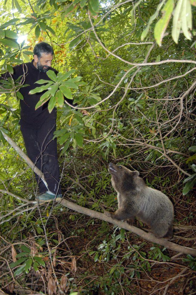 Pop&uuml;lasyonu artan ayılar i&ccedil;in  avlansın  &ccedil;ağrısı 4