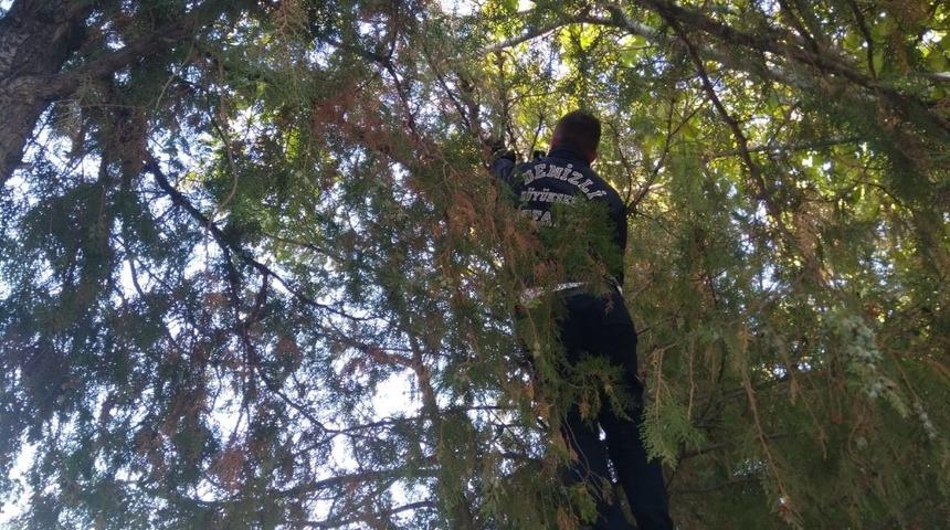 Ağa&ccedil;ta mahsur kalan kediyi itfaiye kurtardı